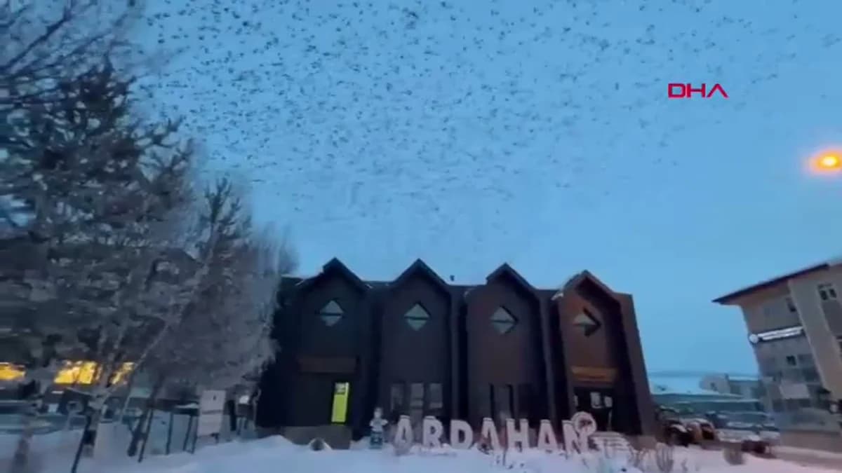 Ardahan’da Binlerce Karga Havayı Kapladı