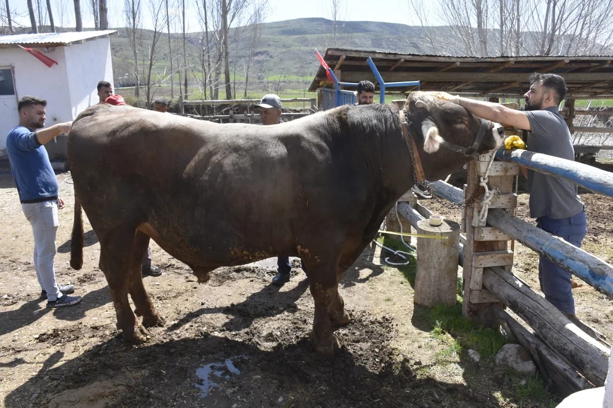 Sivas’ın Dev Boğası ‘Poyraz’: 1 Ton 180 Kilo, 435 Bin TL’ye Alıcı Bekliyor