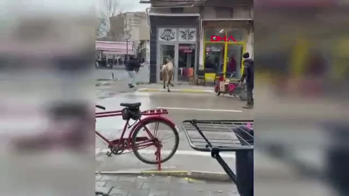 Afyonkarahisar’da Kaçan İnek Berber Dükkanına Girmeye Çalıştı