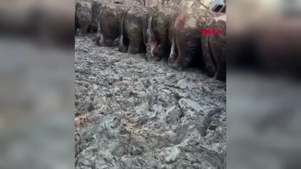 Konya’daki Besi Çiftliğine Denetim: Sanal Medya Tepkisi Ortaya Çıkardı