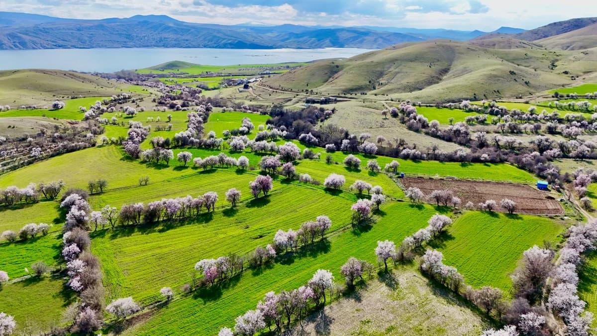 Tunceli’de Bahar Müjdecisi Bademler Çiçek Açtı