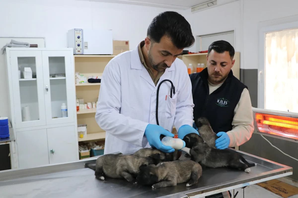 Kilis’te Yangında Kurtarılan 6 Yavru Köpek Sağlıklarına Kavuşuyor