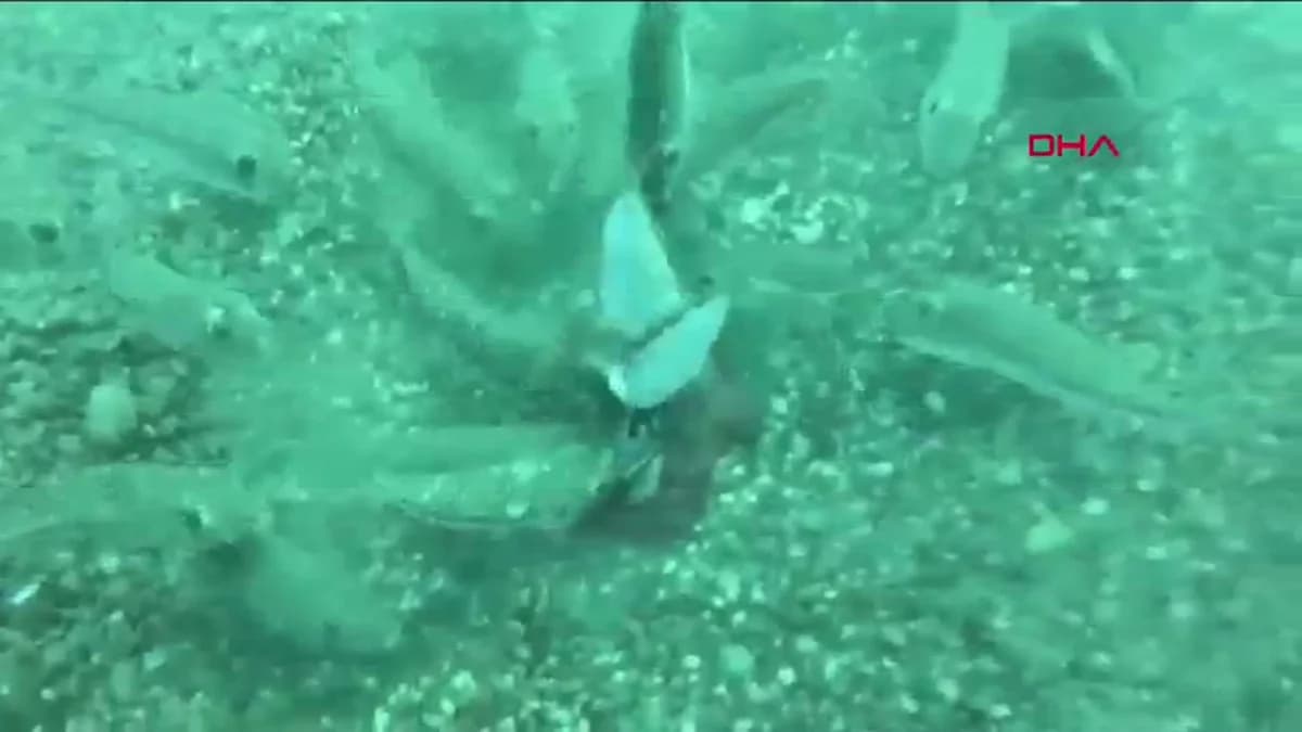 Antalya Akdeniz’inde İstilacı Türlerin Ekosistem Üzerindeki Etkileri