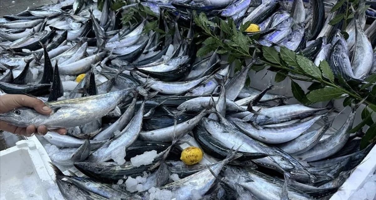Sinop’ta Palamut Sezonu Açıldı Ama Fiyatlar Dudak Uçuklatıyor!