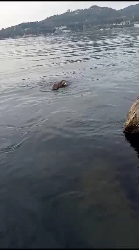 Su Samuru Balıkçıların Avını Kapıp Kaçtı