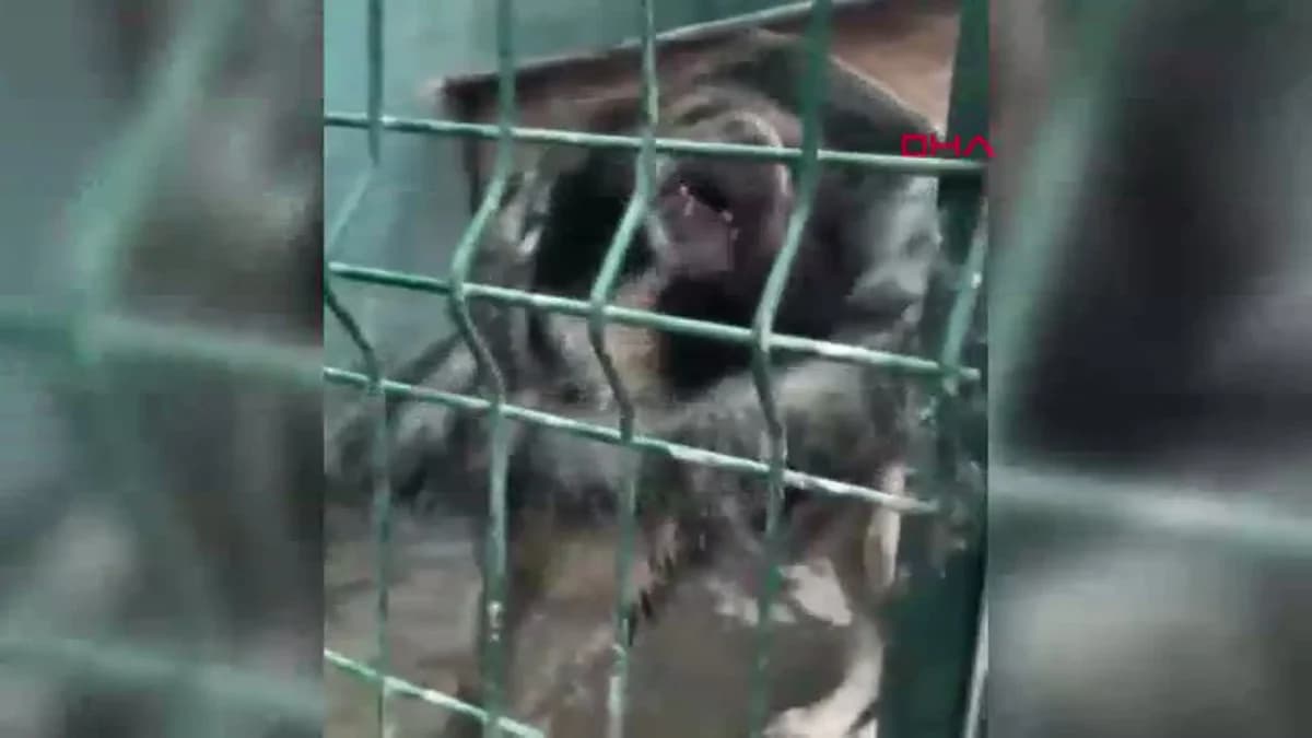 Ankara’da 102 Hayvana El Konuldu: Şok Edici Koşullar Ortaya Çıktı