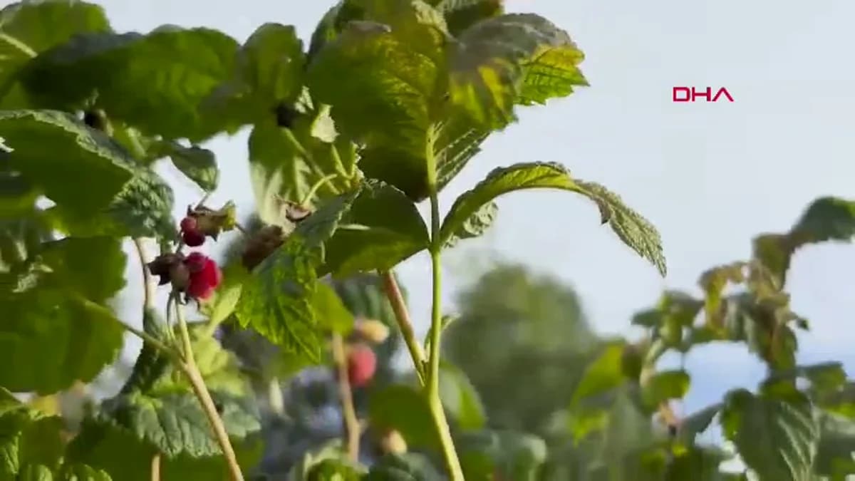 Kestel Belediyesi’nden Çiftçilere 6 Bin Ahududu Fidan Desteği