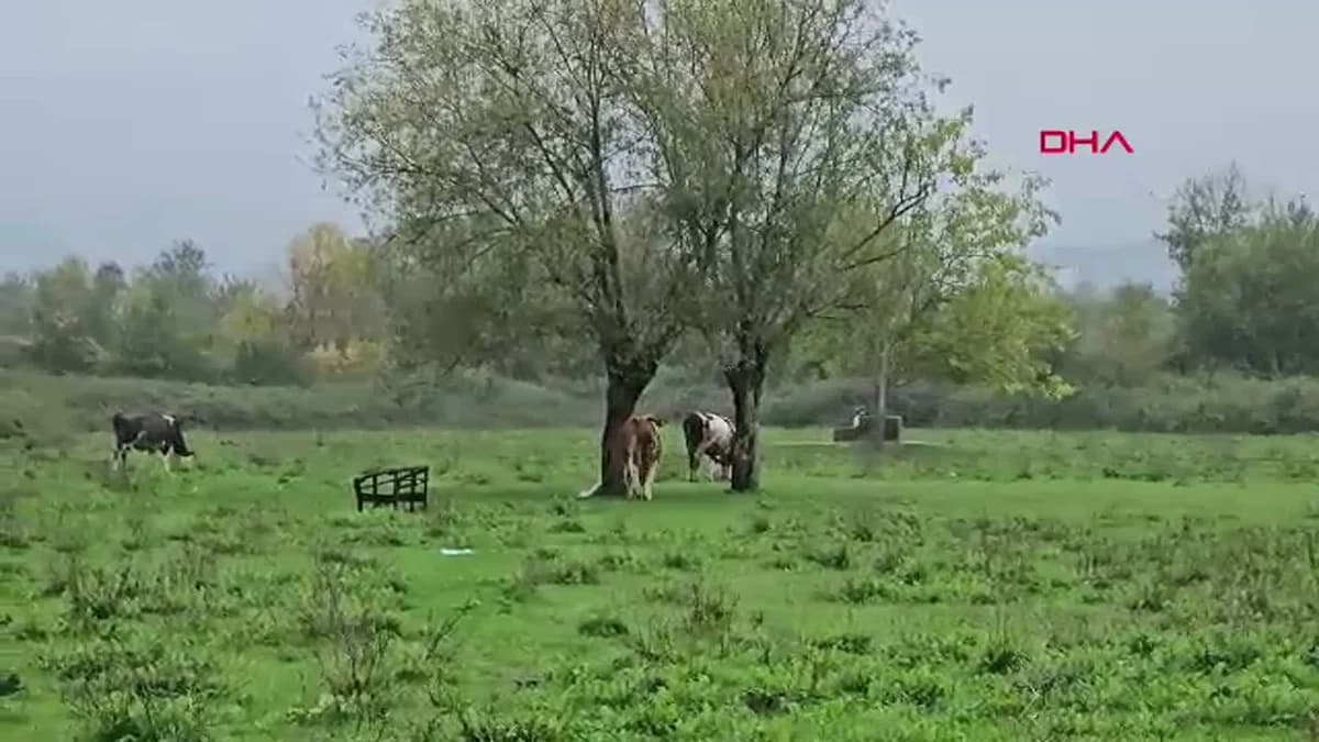 Zonguldak’ta Şok Cinayet: Hasret’in Katili İçin Müebbet Hapis Talebi