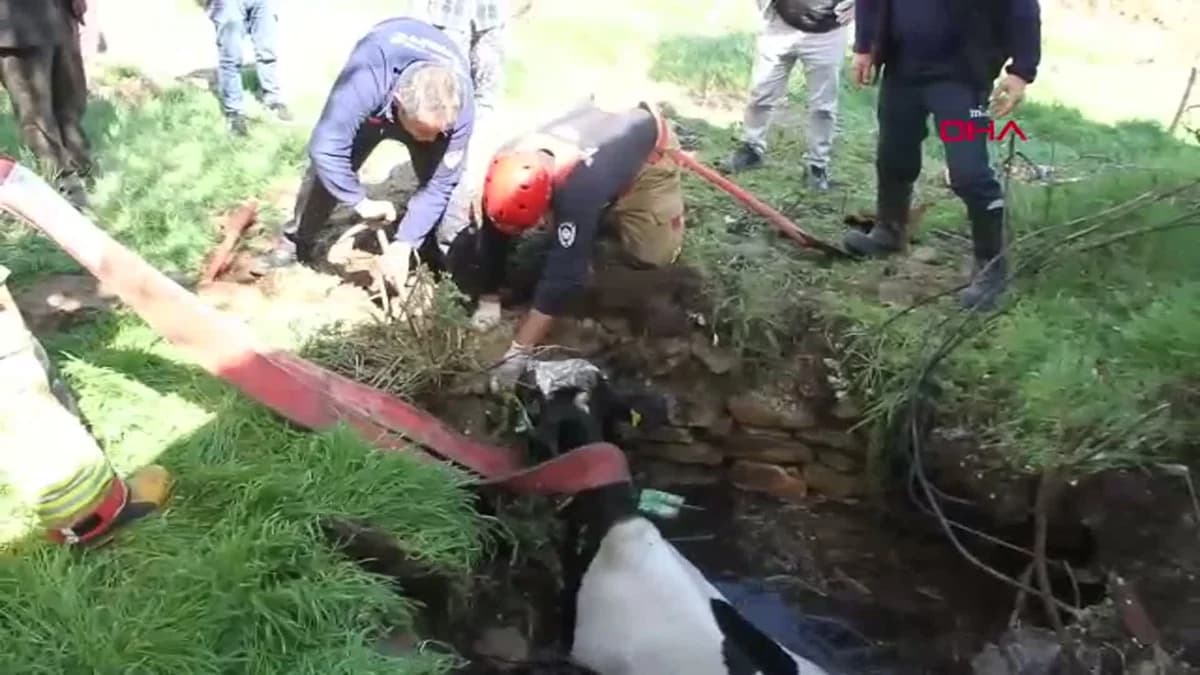 Manisa’da Kuyuya Düşen Gebe İnek Başarıyla Kurtarıldı