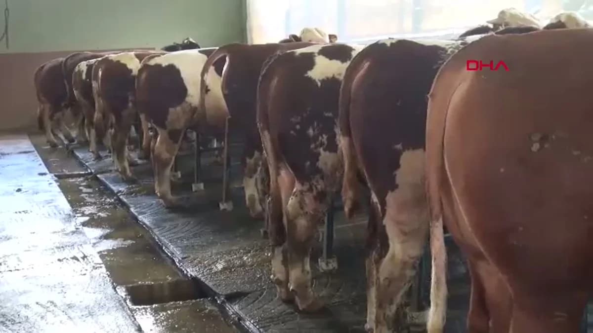 Hatay’da ‘Paşa’ Sahneye Çıktı: 1 Tonluk Kurbanlık Boğa 450 Bin TL’ye Alıcısını Bekliyor