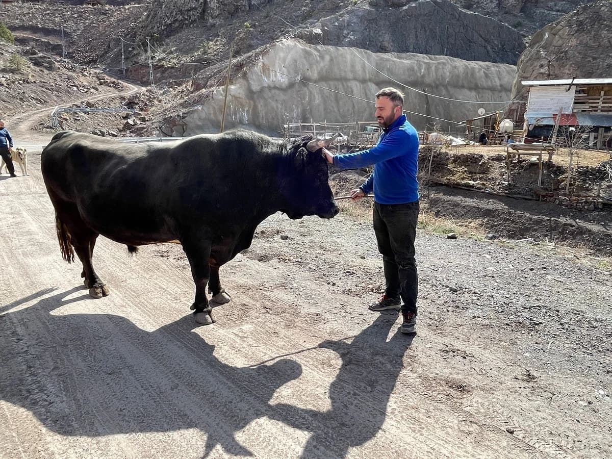 Artvin’deki Boğa Güreşlerinde Fındık ve Pekmezle Beslenen Şampiyon Boğalar