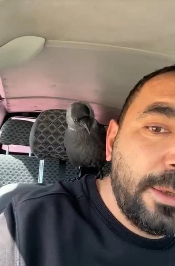 Sevgi Dolu Anlar: Karga Takip Etti