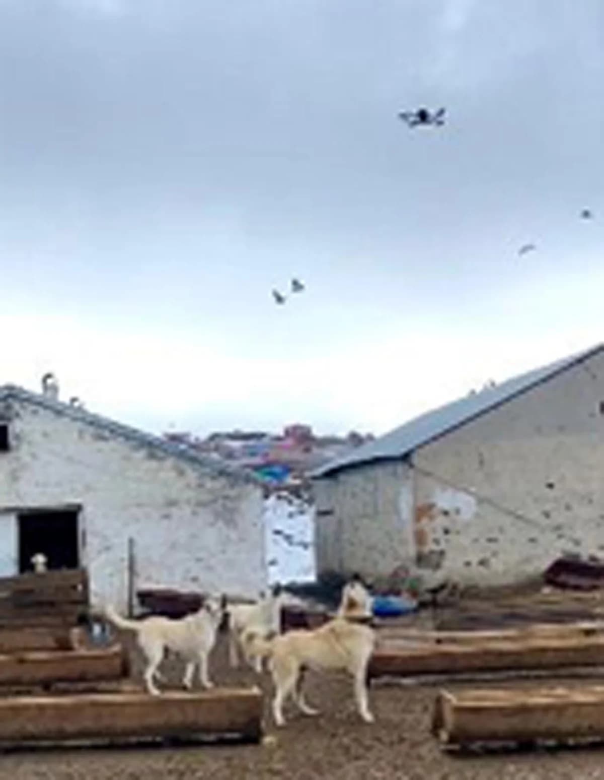 Çoban Köpeklerinin Dronaya İlginç Tepkisi Kameralara Yansıdı