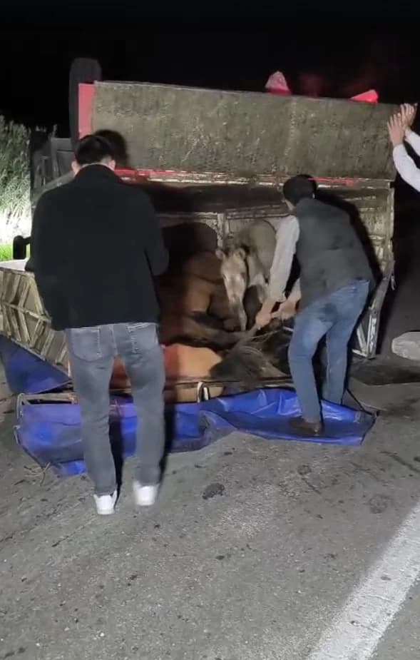 Adana’da Devrilen Kamyonetteki Eşekler Yaralandı