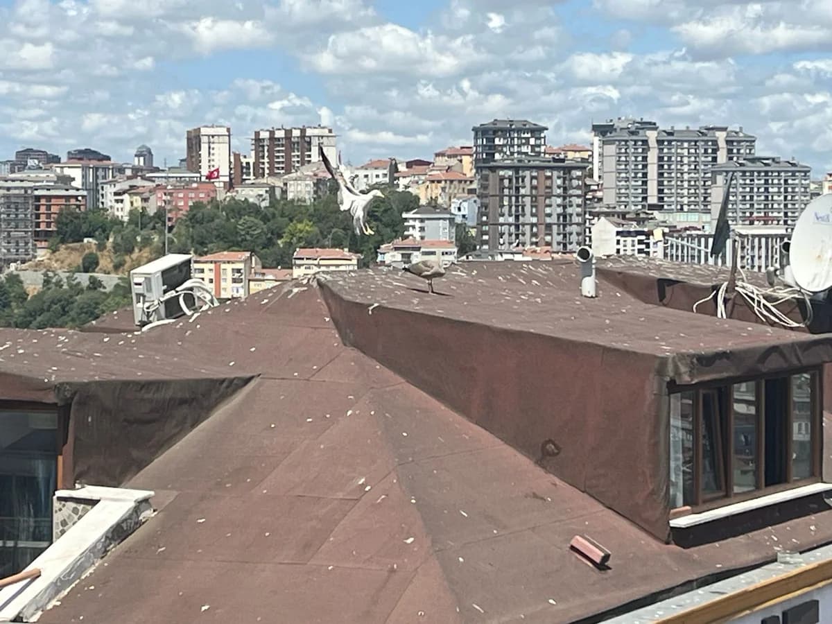 Apartmanların gölgesinde büyüyen kanatlar