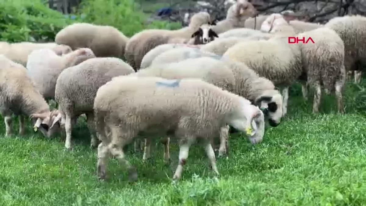 Kurban Bayramı’na Doğru Bolu Pazarlarında Hareketlilik: Küçükbaş Hayvanlara İlgi Artıyor