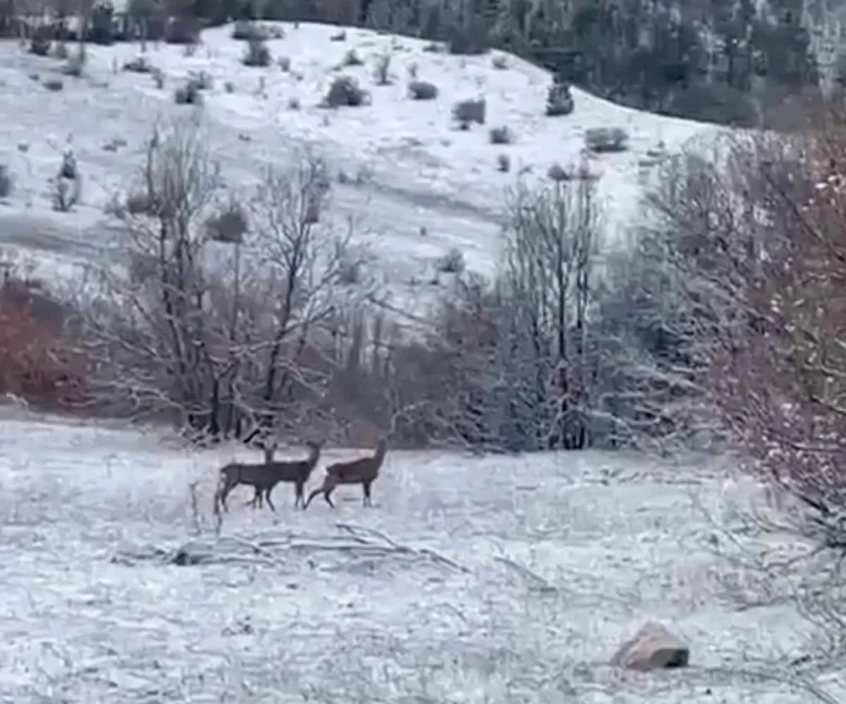 Erzincan Refahiye’de Kızılgeyiklerin Görüntüleri Paylaşıldı
