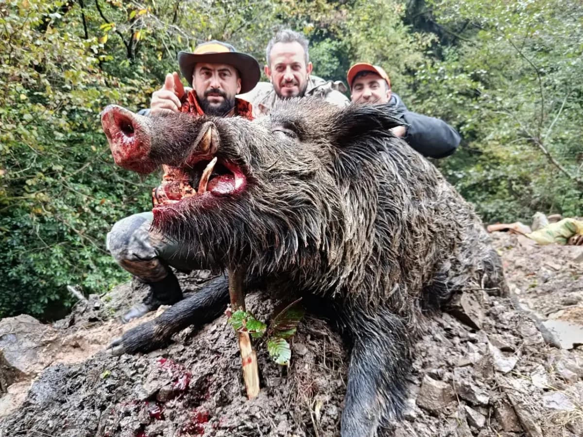 Trabzon Araklı’da 300 kiloluk domuz yakalandı