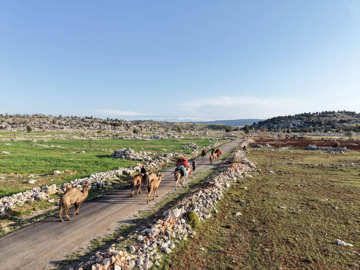 Sarıkeçili Yörükleri’nden Binlerce Yıllık Gelenek: Develerle Yayla Göçü Başladı