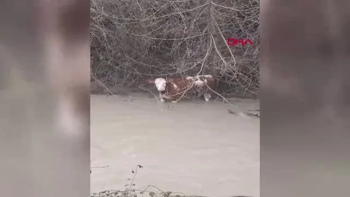 Bolu’da Dereye Düşen Buzağı, Köylüler Tarafından Kurtarıldı