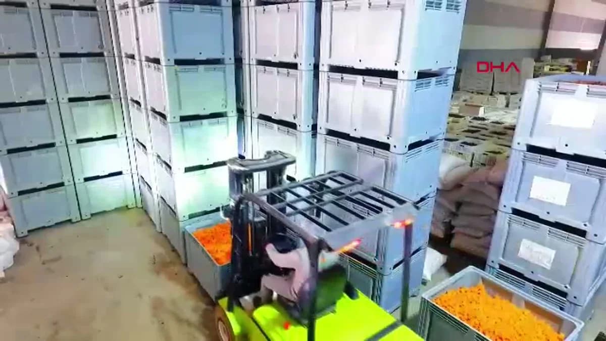 Malatya’dan Rekor Kayısı İhracatı: 35 Bin Ton Ürünle 255 Milyon Dolar Gelir
