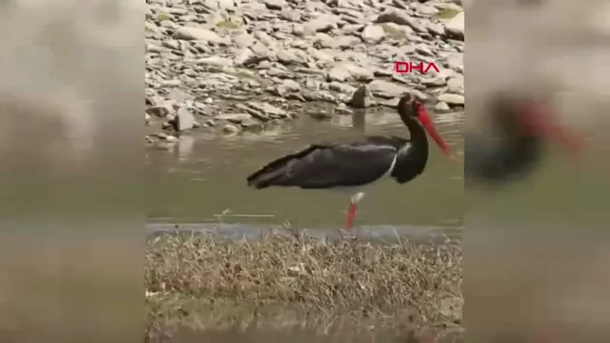 Bartın’da Nadir Karaleylek Görüntülendi: Doğa Koruma Ekipleri Kayıt Altına Aldı