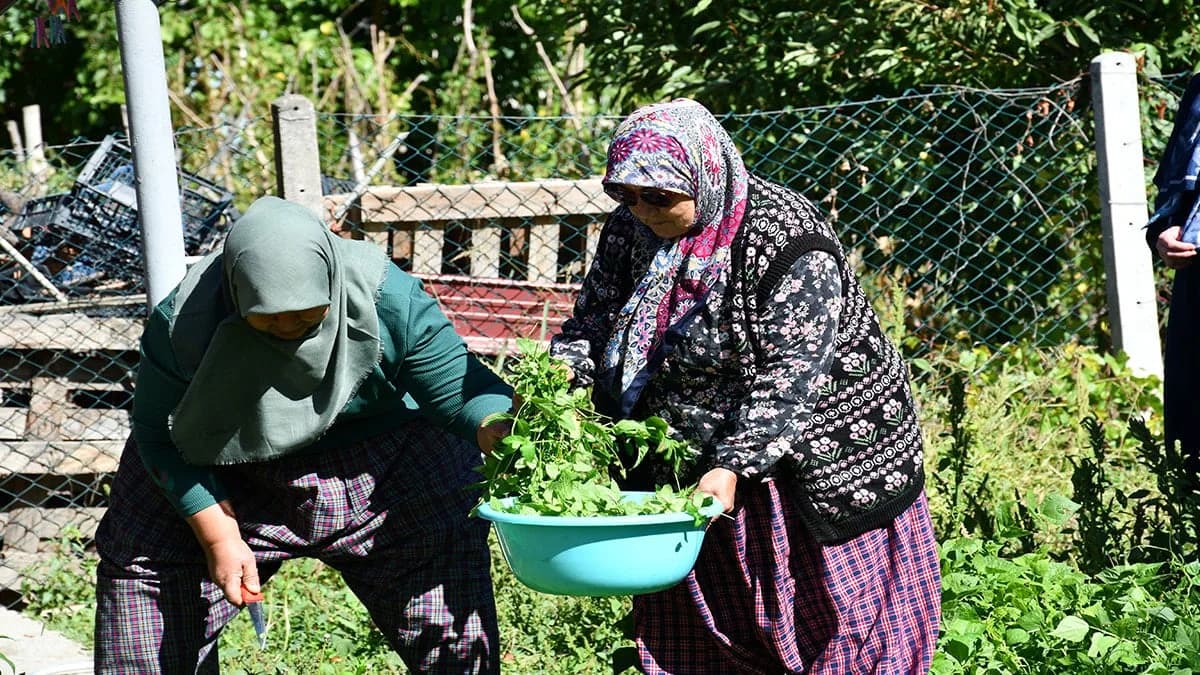 Bilecik’te ev yapımı yeşil nane pekmezi: 200 TL, 4 kente kargo