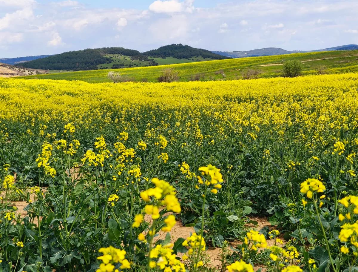 Trakya’da Kanola Tarlaları Sarı Renkte Canlandı