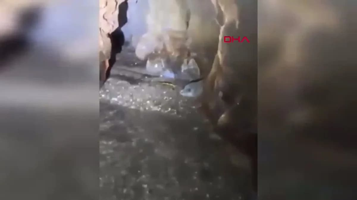 Antalya’da Nesli Tehlikedeki Akdeniz Foklarına Yönelik Turizme İtiraz