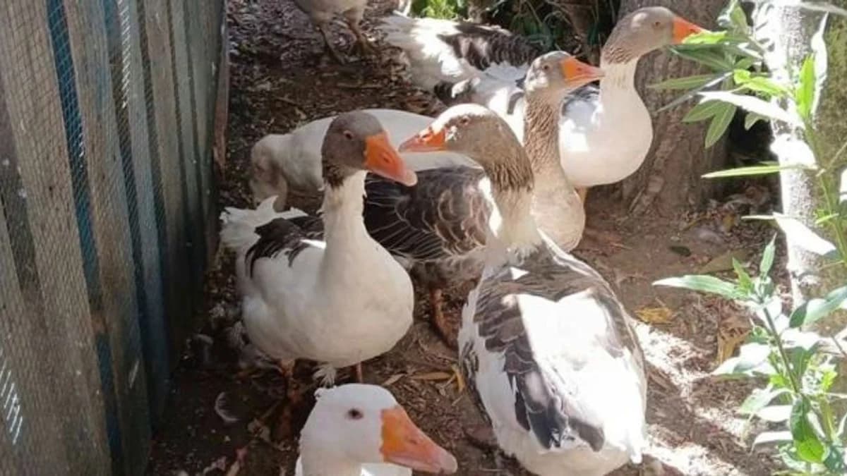 Şartlı Tahliye Edilen Kazlar Sahilde: Erdek’te Kazlar Tatilcilerle Buluştu