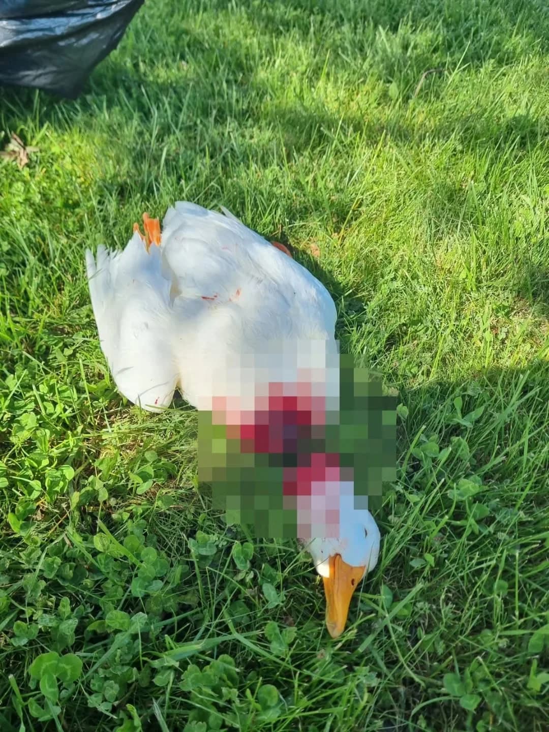 Avanos’un Simgesi Kaz Canice Katledildi: Başsız Cesedi Bulundu