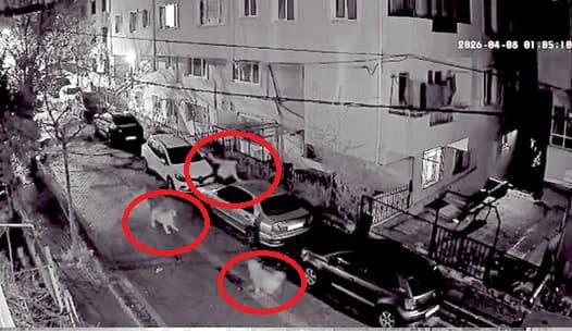 Avcılar’da Sahipsiz Köpeklerden Kaçış anları Güvenlik Kamerasında