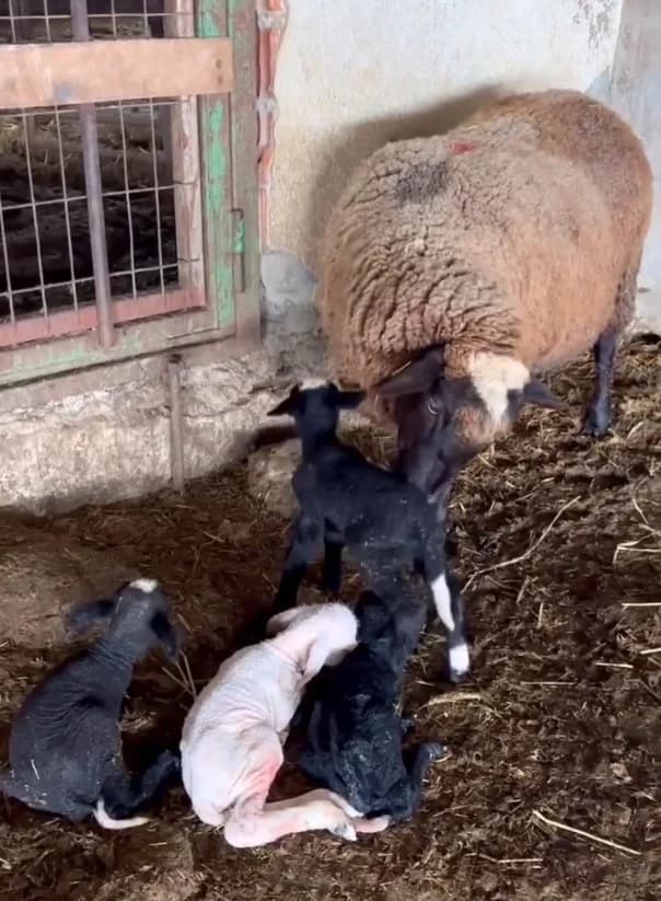 Edirne’de Bir Koyun Dördüz Yavruladı