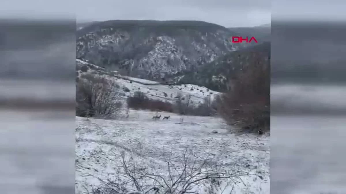 Erzincan Refahiye’de Kızılgeyiklerin Görüntülenmesi