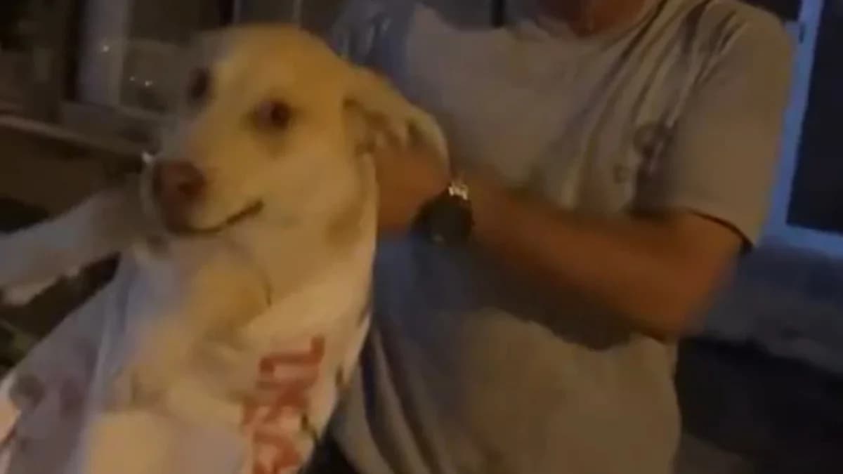 Samandağ'da çuvala konan köpeği hayvansever kadın kurtardı