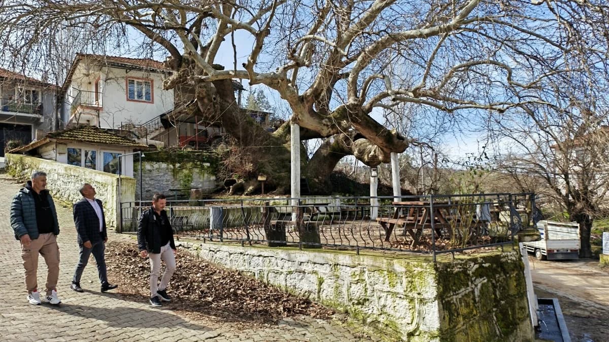 Manisa’daki 2 Bin Yıllık Anıt Çınar: Doğanın İhtişamı