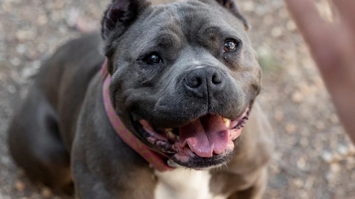 İtalya’nın Bolzano Kentinde Turistlere Köpek Vergisi Geliyor