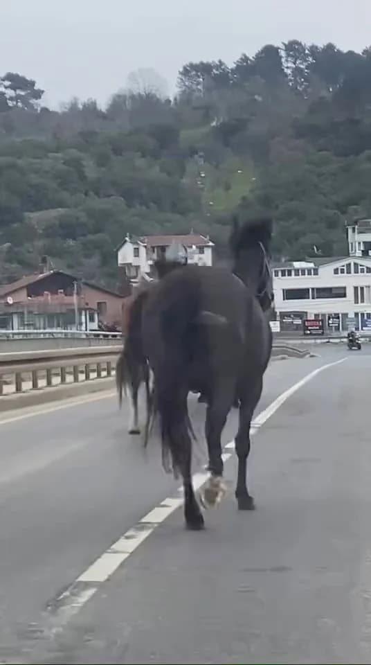 Beykoz’da Kaçan Atlar Trafiği Tehdit Etti