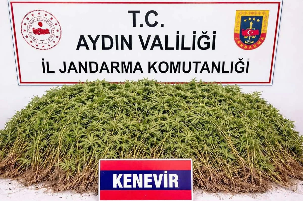 Nazilli’de Zeytin Bahçesinden 208 Kök Hint Keneviri Çıktı