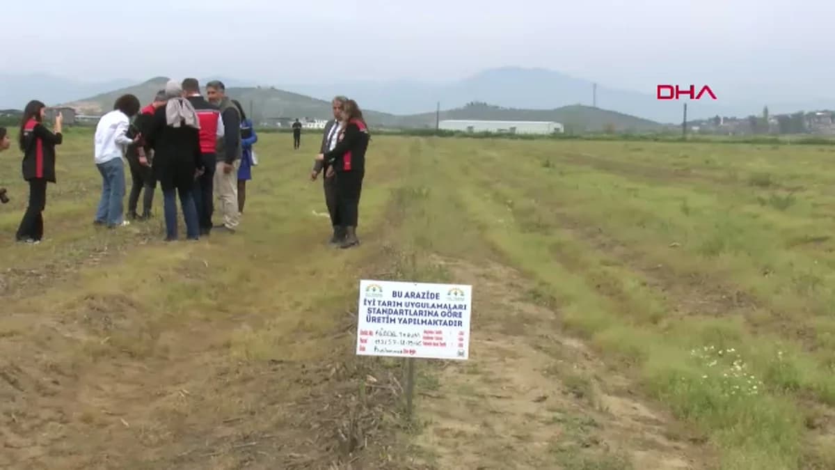 Kuşkonmaz Üretiminde İzmir’in Yükselişi: Hedef 200 Bin Metrekare