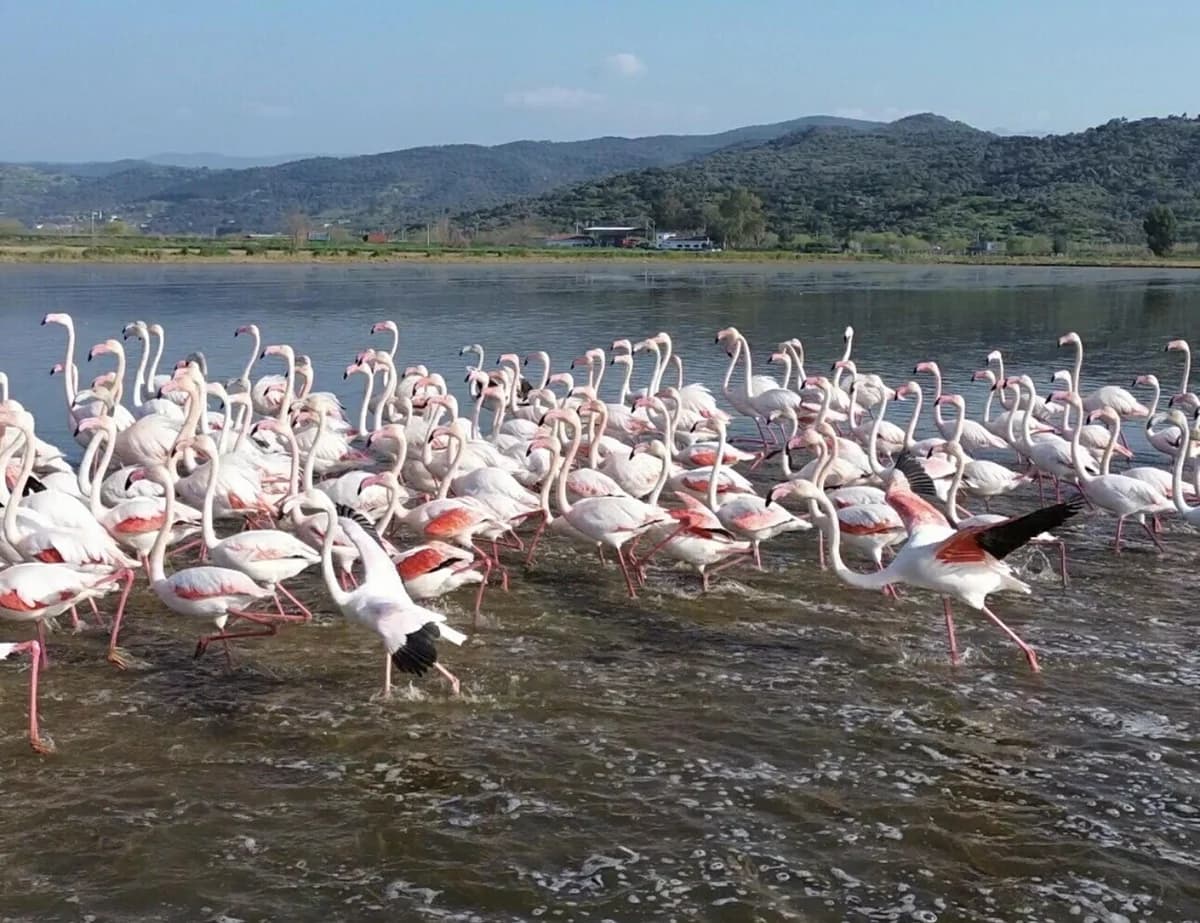 Büyük Menderes’te Taşkın: Flamingolar Tarlaları Şenlendirdi