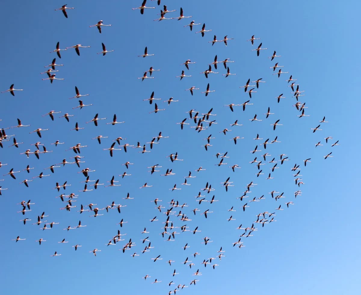Flamingolar Tuz Gölü’nde Yuva Yapmaya Başladı