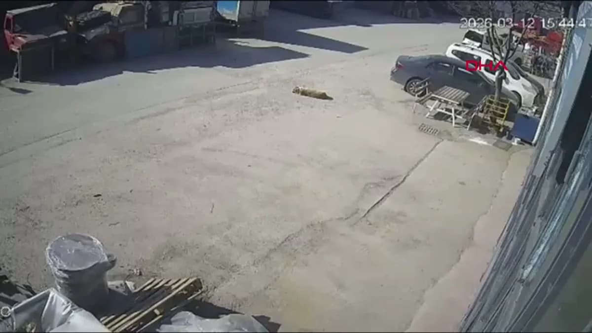 Bolu’da Otomobil Sürücüsü, Yerdeki Köpeği Sürükleyerek Gözaltına Alındı