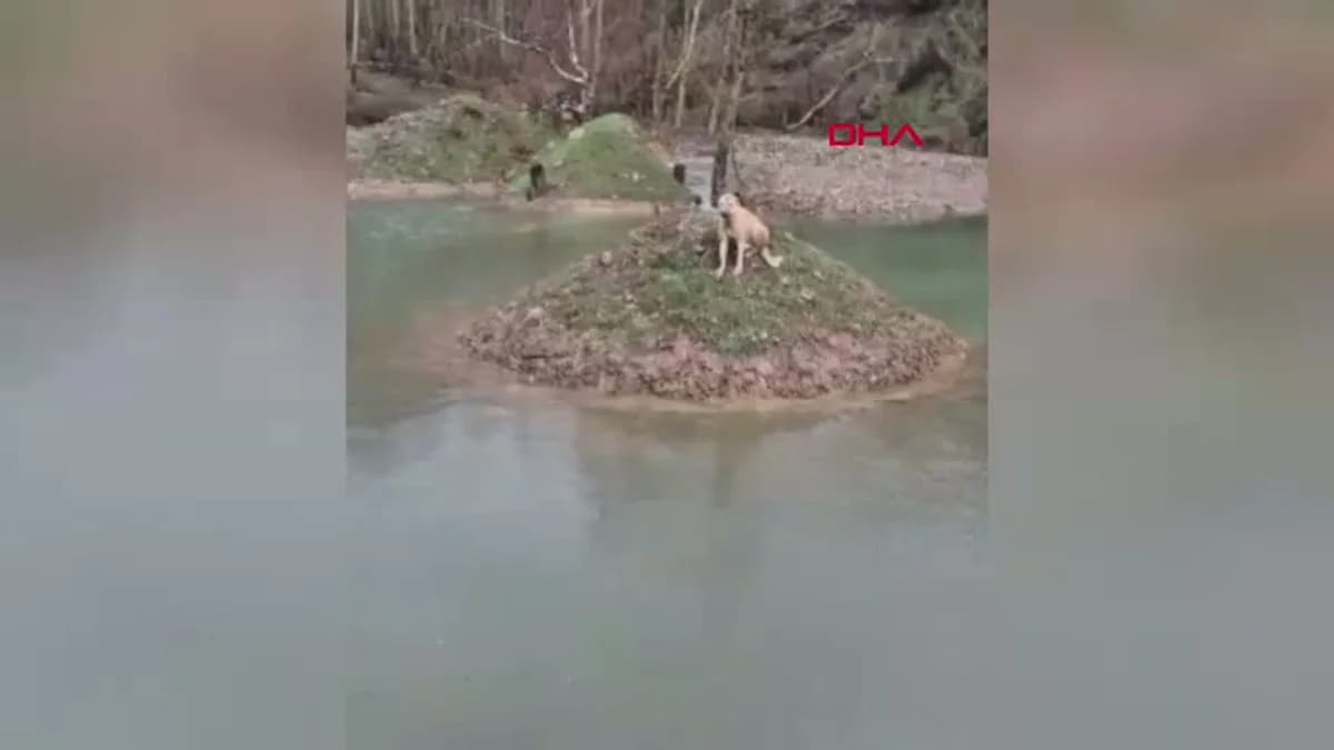 Kahramanmaraş’ta Suya Mahsur Kalan Köpek Kurtarıldı