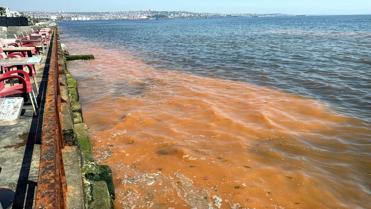 Tekirdağ’da Alg Patlaması Deniz Kıyılarını Turuncuya Boyadı