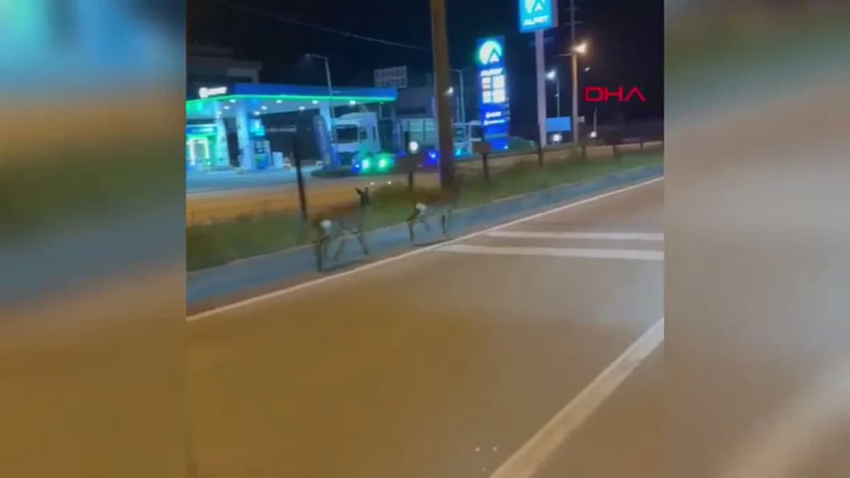 Bartın’da Hastane Kavşağında Karaca Görüntüleri