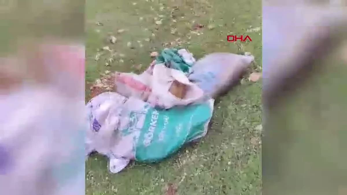 Şanlıurfa’da Tarlada Kesilmiş At Başı Bulundu
