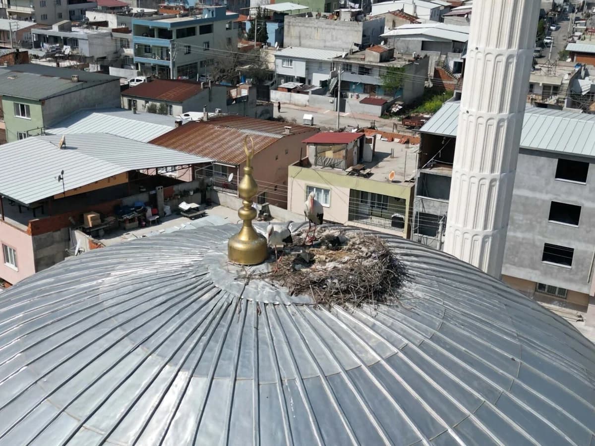 Leylek Çiftinin 6 Yıllık Hikayesi: Manisa’da Bir Camide Yuvalandılar