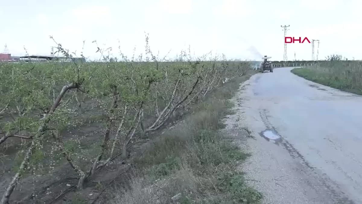 Kışın Zorluklarına Rağmen Çukurova’da Meyve Olgunluğu