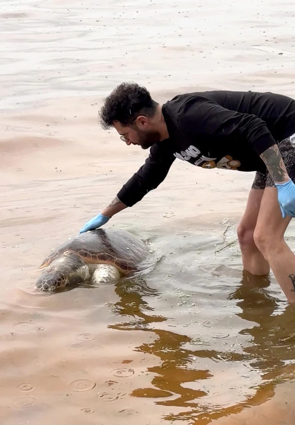 Tekirdağ Sahilinde Ölü Caretta Caretta Bulundu